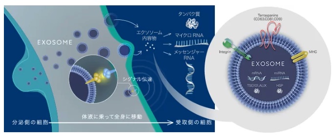 What-is-Exosome-Therapy?